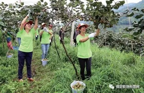 农业经理人：如何制定有效的市场营销策略？